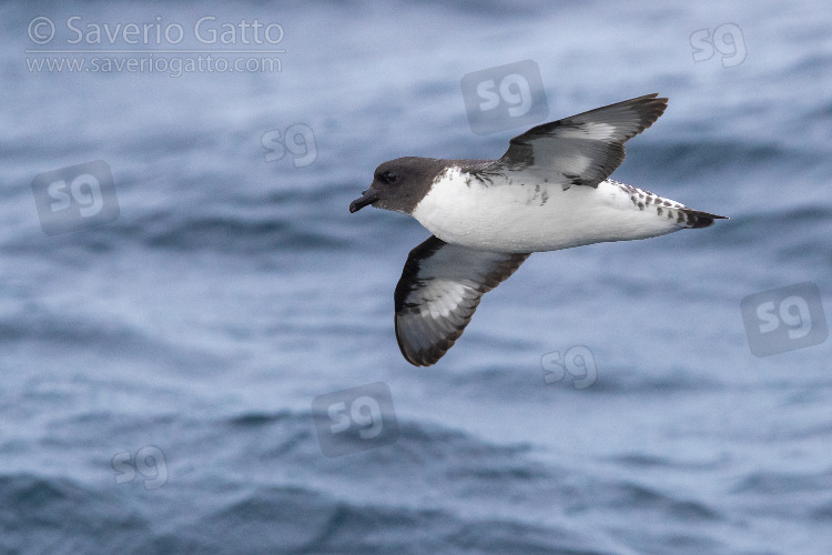 Cape Petrel, individual in flight over the sea