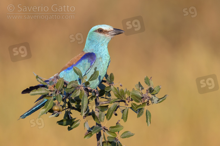 European Roller