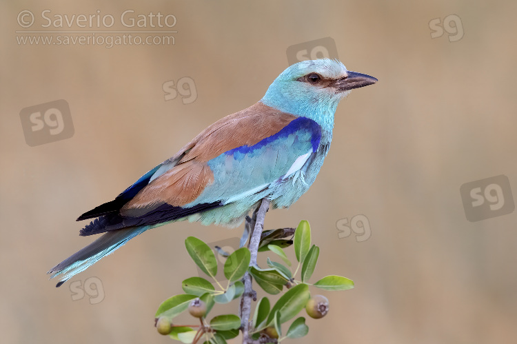 European Roller, adult male perched on crab apple