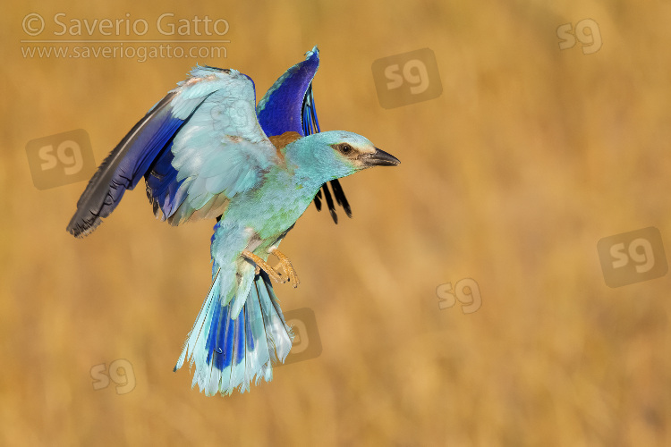 European Roller, adult male in flight