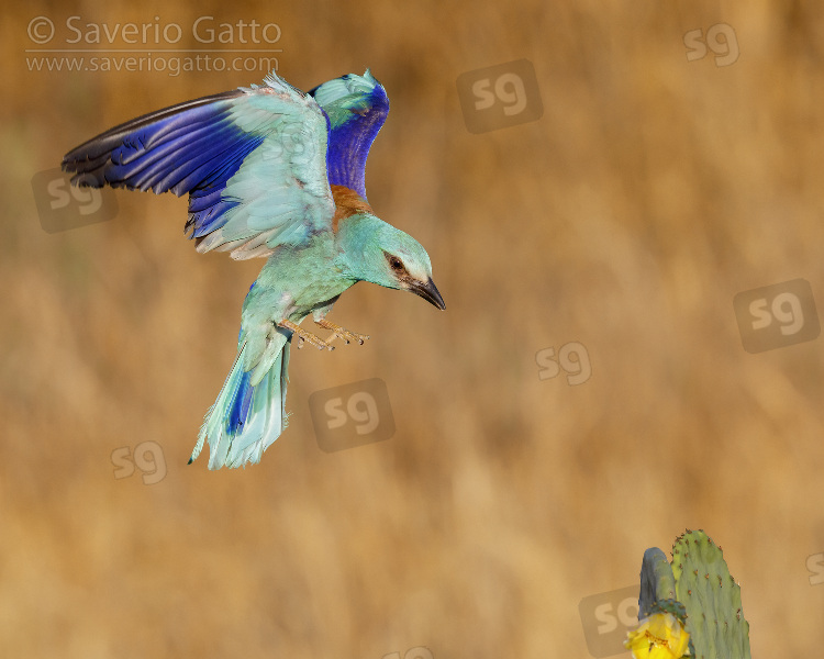 European Roller, adult male in flight