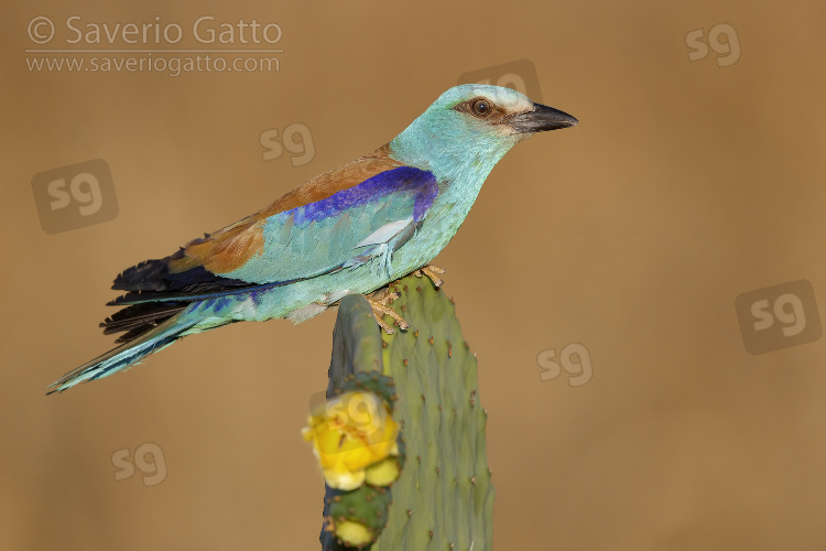 European Roller