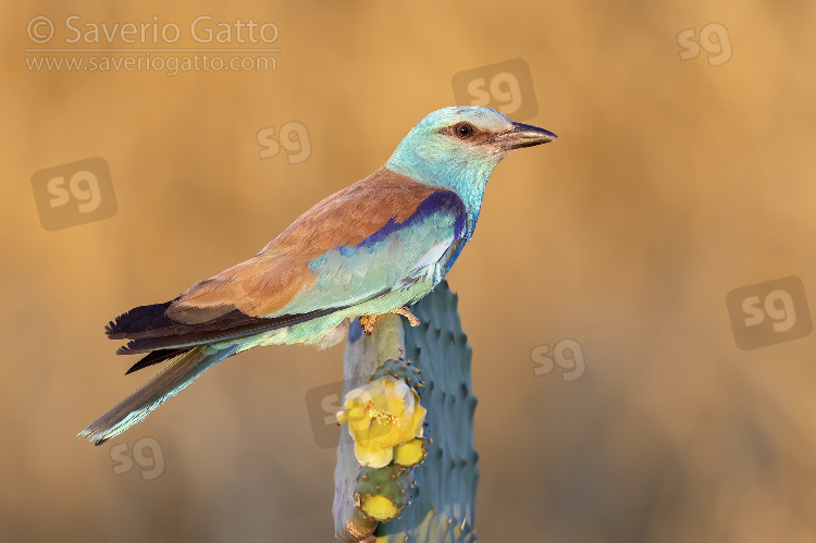 European Roller, side view of an adult male perched on a prickly pear