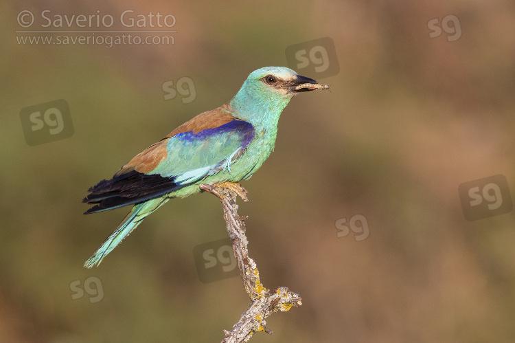 European Roller