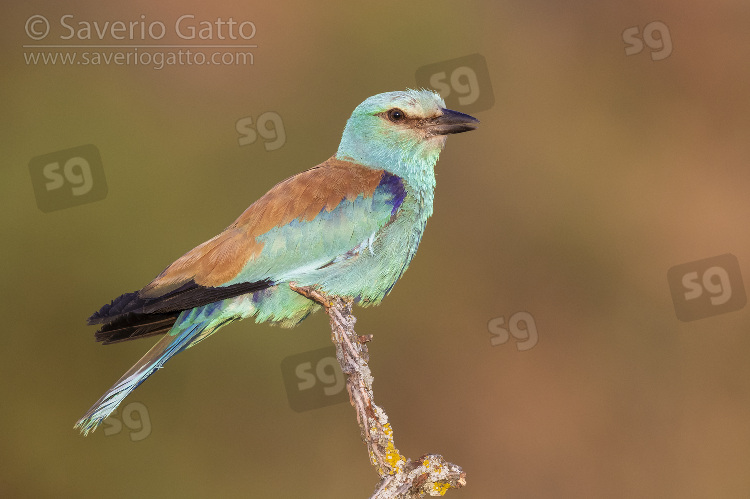 European Roller, side view of an adult male perched on a dead branch