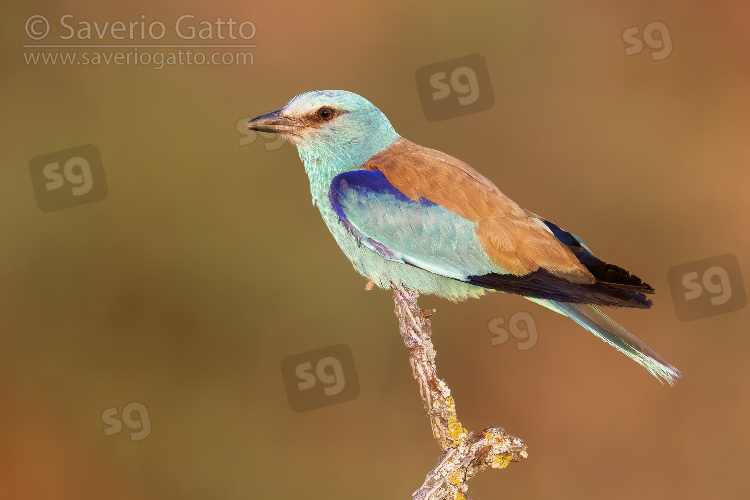 European Roller, side view of an adult male perched on a dead branch