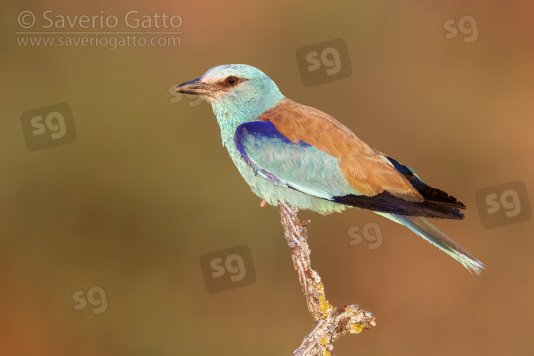 European Roller