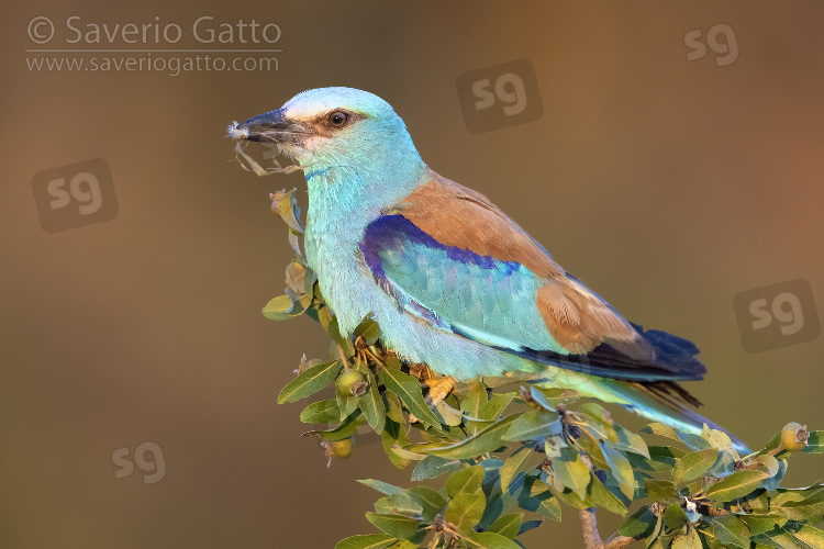 European Roller, adult male perched on crab apple