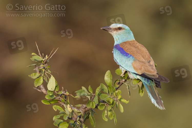 European Roller, adult male perched on crab apple