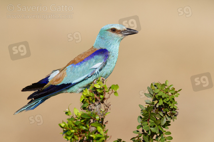 European Roller, side view of an adult male perched on a branch