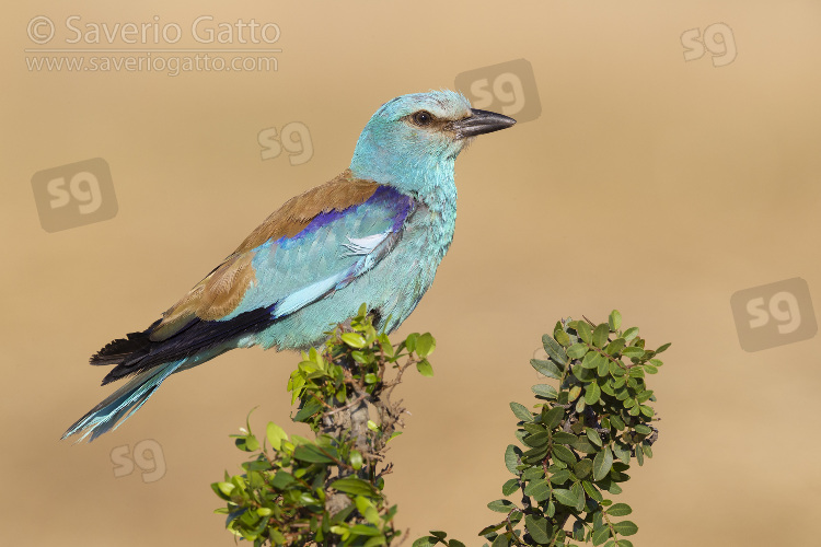 European Roller, side view of an adult male perched on a branch