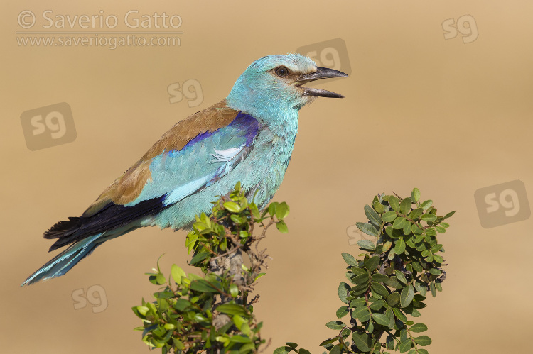 European Roller, side view of an adult male perched on a branch