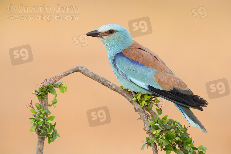 European Roller, side view of an adult male perched on a branch