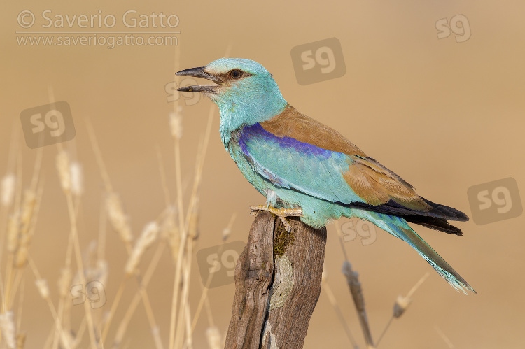 European Roller, side view of an adult male perched on a post