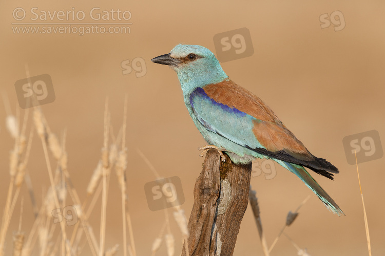 European Roller