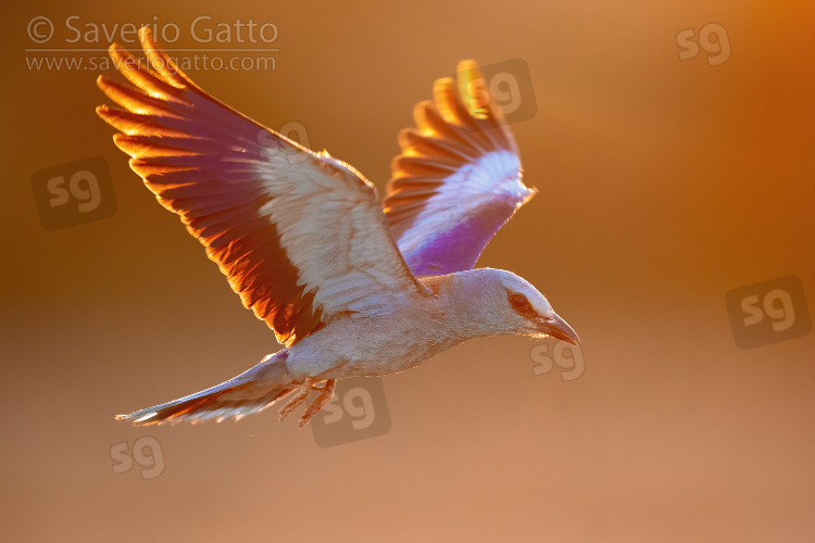 European Roller, adult female in flight backlit