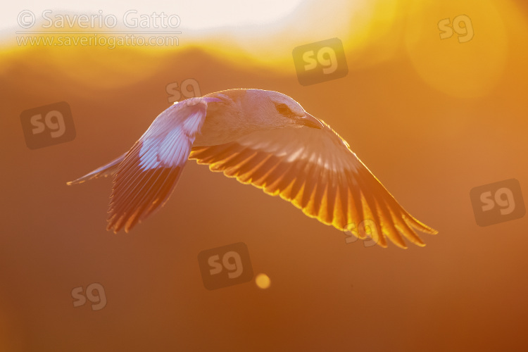 Ghiandaia marina, femmina adulta in volo al tramonto in controluce