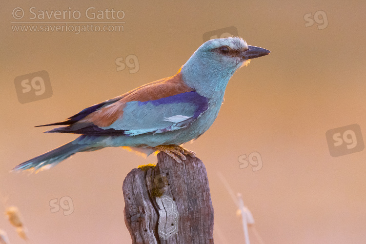 European Roller