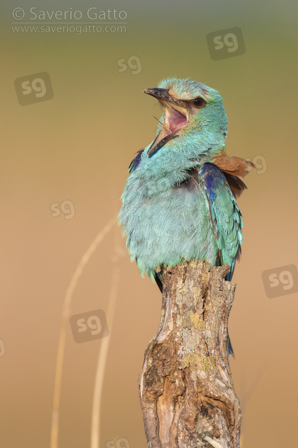 European Roller, adult  male perched on a dead trunk