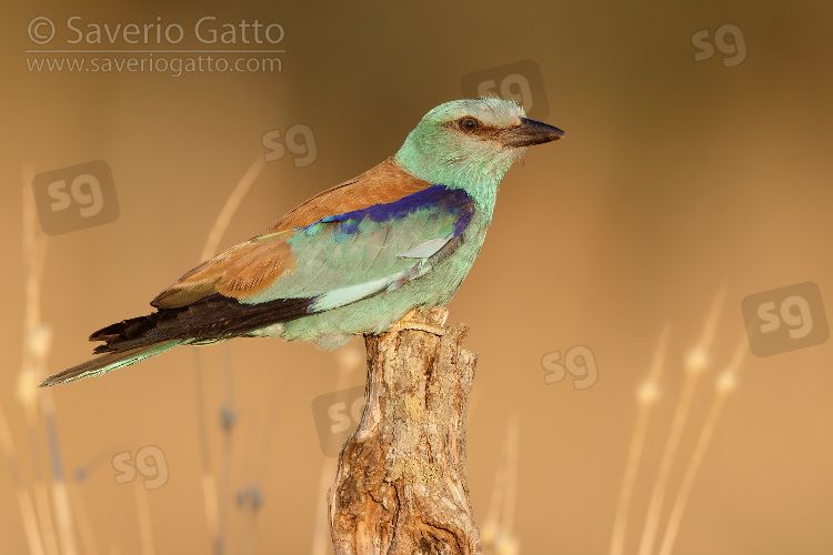 European Roller, side view of an adult male perched on a dead trunk