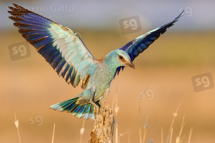 European Roller, adult landing on a dead branch