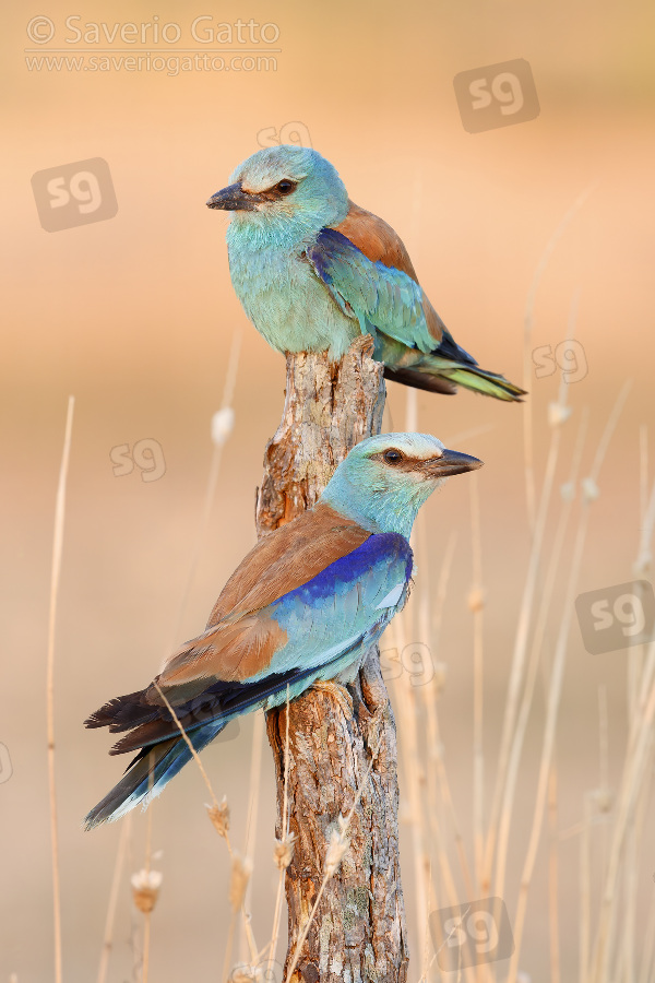 European Roller, couple perched on a dead trunk