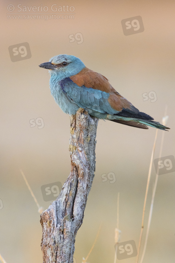 European Roller, adult female perched on a dead trunk