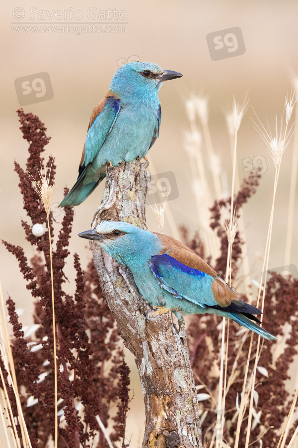 European Roller, a couple perched on a dead trunk