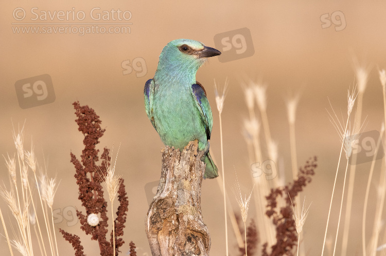 European Roller, front view of an adult female perched on a dead trunk