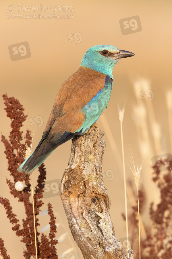 European Roller, side view of an adult female perched on a dead trunk