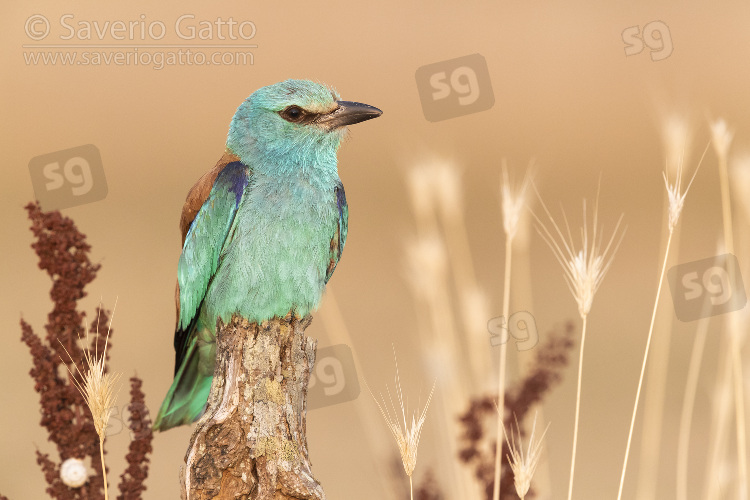 European Roller, front view of an adult female perched on a dead trunk