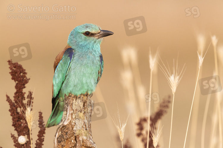 European Roller