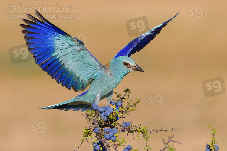 European Roller, adult alighting on a blackthorn with berries
