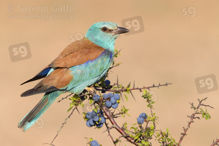European Roller, adult female perched on a blackthorn
