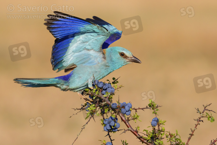 European Roller