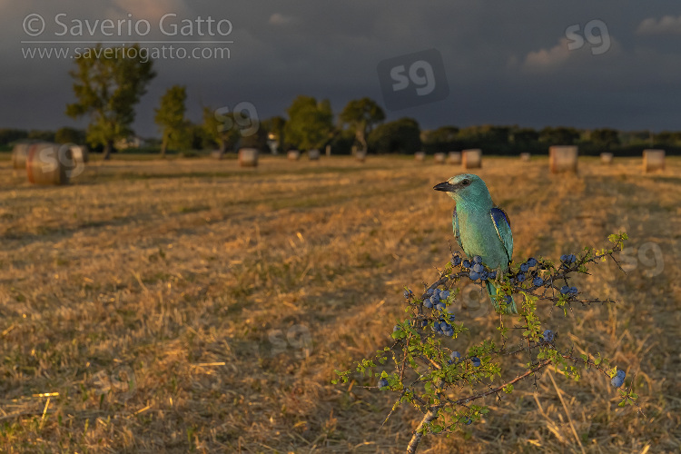 European Roller, adult female perched on a blackthorn