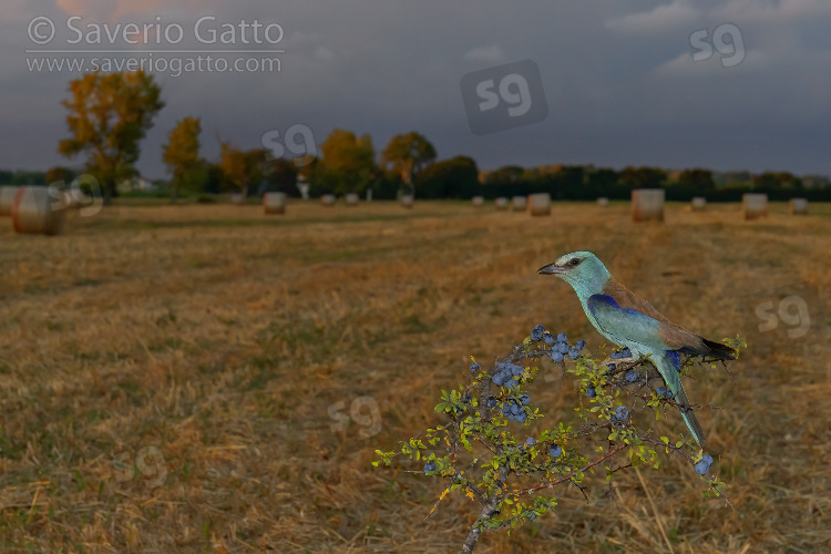 European Roller, adult female perched on a blackthorn