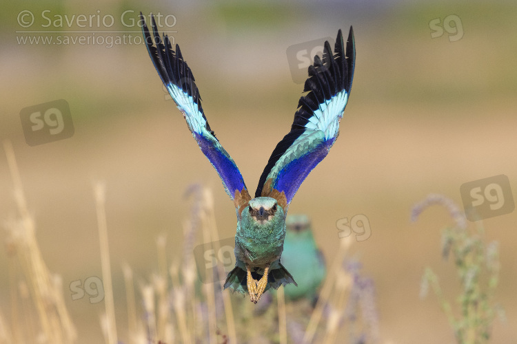 European Roller, front view of an adult in flight