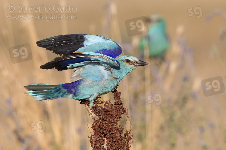 European Roller, adult male perched on a rumex crispus
