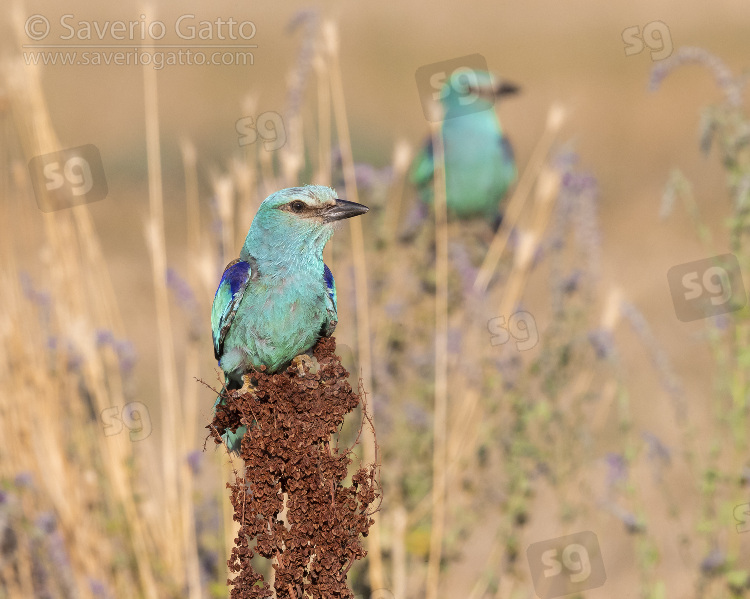 European Roller, front view of an adult male perched on a rumex crispus