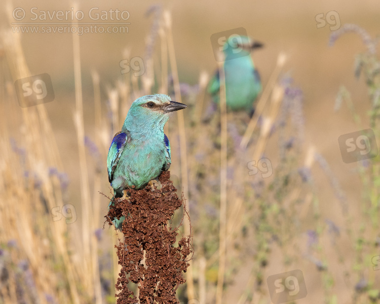 European Roller