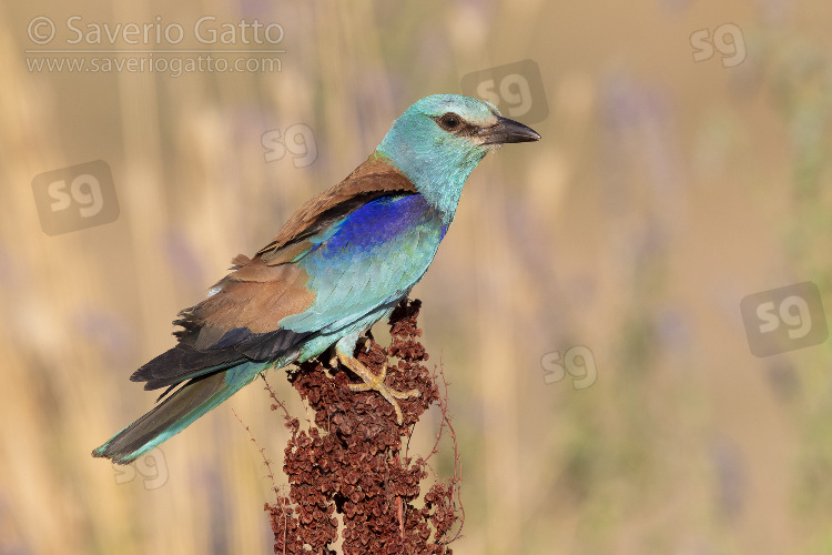 European Roller