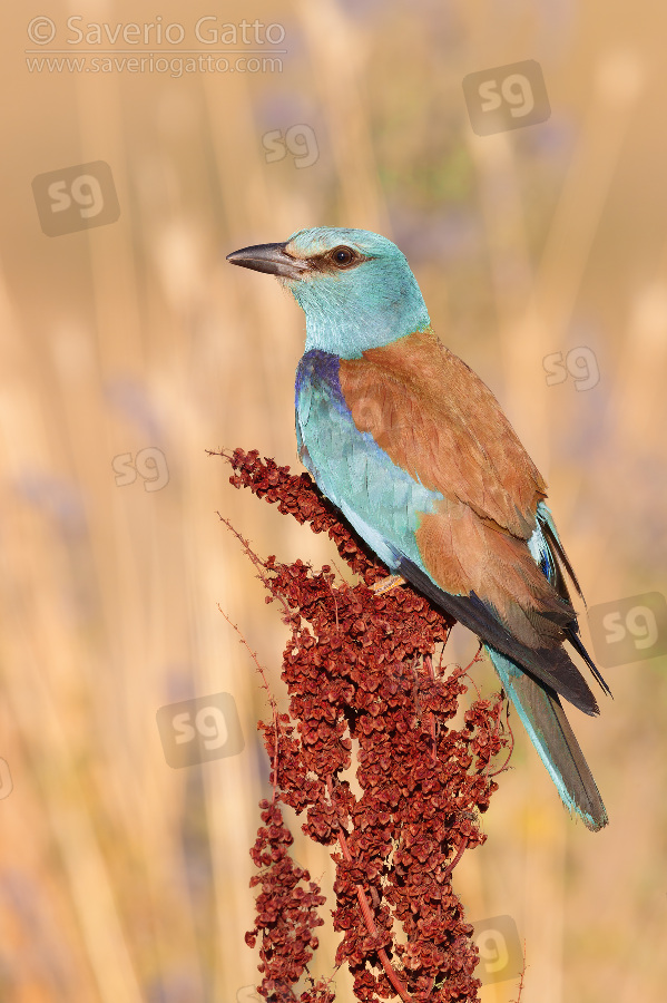European Roller, side view of an adult female perched on a rumex crispus