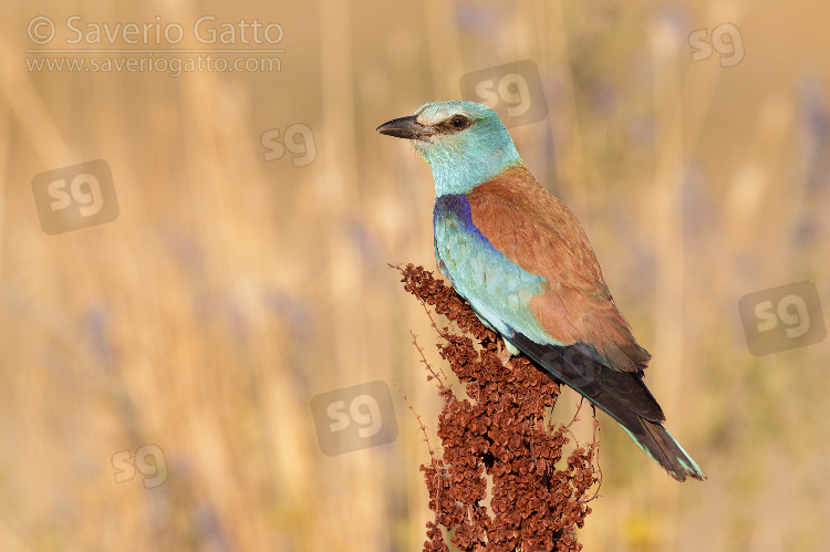 European Roller, side view of an adult female perched on a rumex crispus