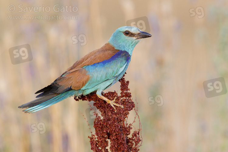 European Roller, side view of an adult female perched on a rumex crispus