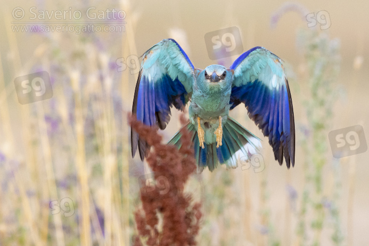 European Roller, front view of an adult femlae in flight