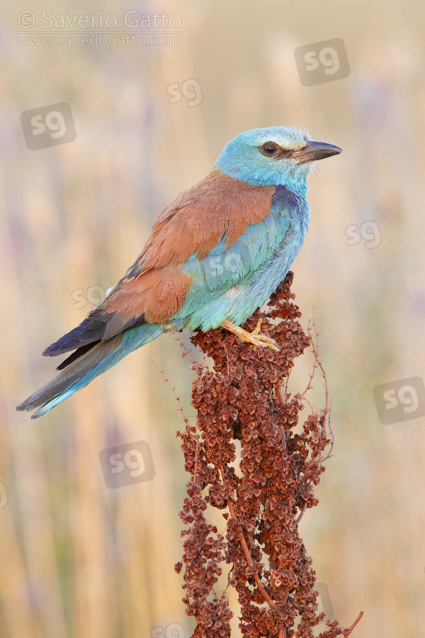 European Roller, side view of an adult female perched on a rumex crispus