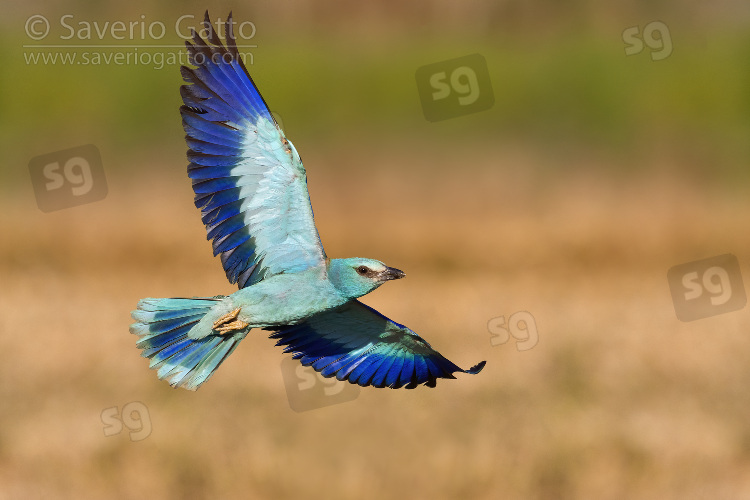 European Roller, adult in flight seen from below