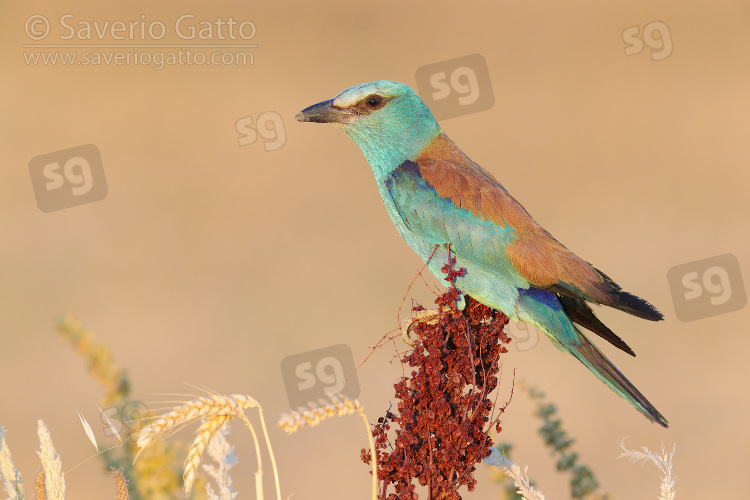 European Roller, side view of an adult female perched on a rumex crispus