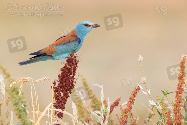 European Roller, side view of an adult female perched on a rumex crispus